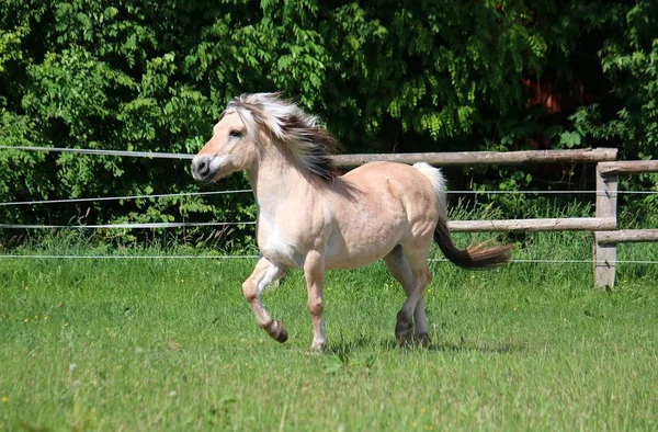 Hermoso Caballo Fiordo Ejecuta Paddock Sol —  Fotos de Stock