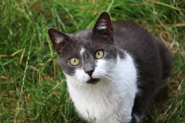 Hermoso Gris Blanco Gato Sentado Jardín Mirando Hacia Arriba Cámara — Foto de Stock