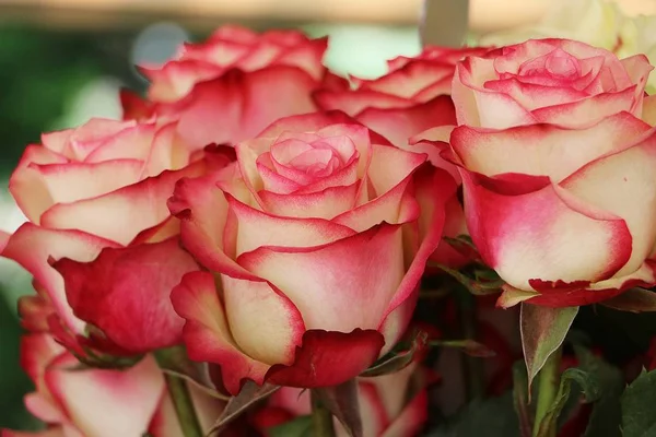 Close Belas Rosas Coloridas — Fotografia de Stock