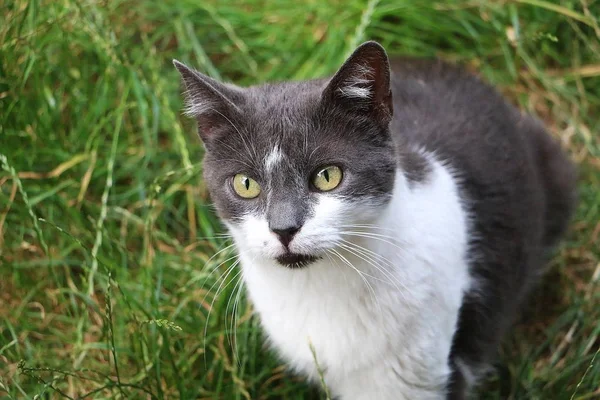 Hermoso Gris Blanco Gato Sentado Jardín Mirando Hacia Arriba Cámara — Foto de Stock