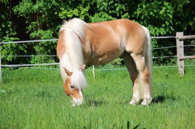 güzel haflinger atı padok üzerinde duruyor ve taze ot yiyor