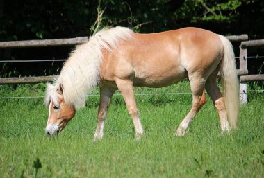 güzel haflinger atı padok üzerinde duruyor ve taze ot yiyor