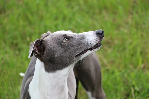 Güzel Whippet Bahçede Duruyor Insan Aranıyor — Stok fotoğraf