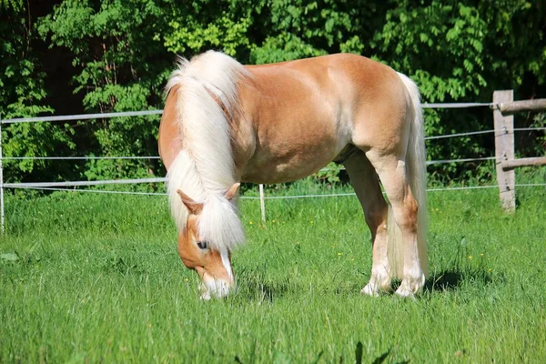 Krásnej Haflingský Kůň Stojí Padací Rampě Konzumuje Čerstvou Trávu — Stock fotografie