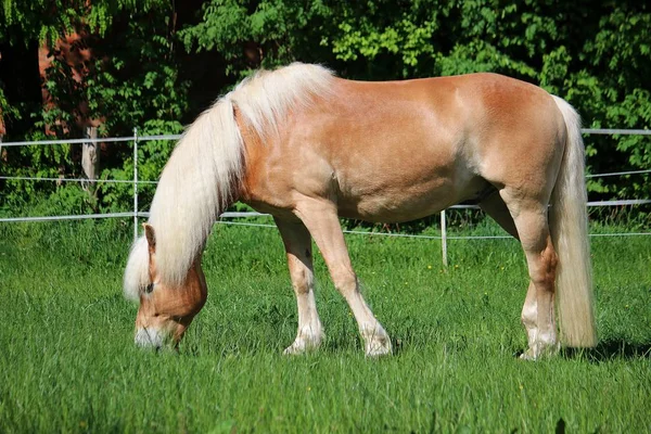 Belo Cavalo Haflinger Está Paddock Comer Grama Fresca — Fotografia de Stock