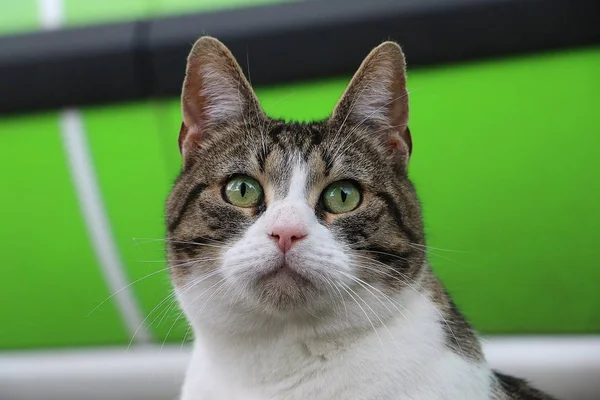 Hermoso Gato Cabeza Retrato Aire Libre — Foto de Stock