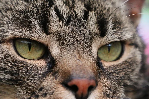 아름다운 고양이의 극단적 클로즈업 — 스톡 사진