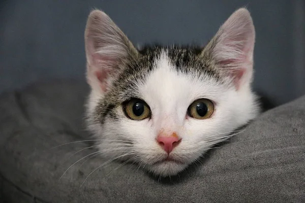 Piękne Małe Białe Szare Kitten Głowa Portret Łóżku — Zdjęcie stockowe