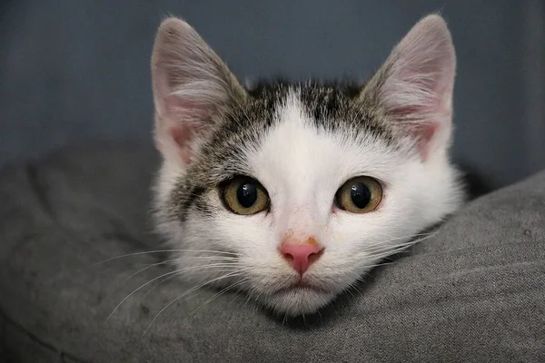 Mooie Kleine Witte Grijze Kitten Hoofd Portret Het Bed — Stockfoto