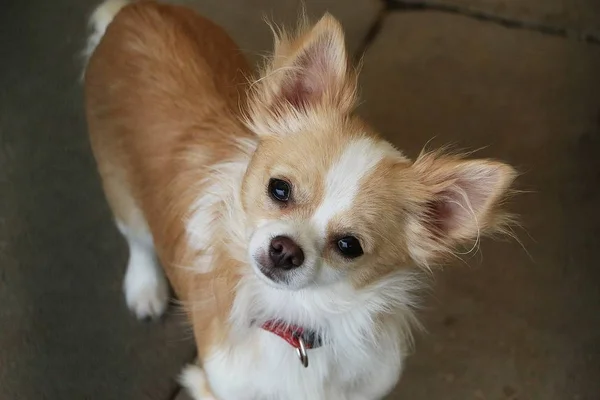 Bonito Chihuahua Cão Cabeça Retrato Livre — Fotografia de Stock