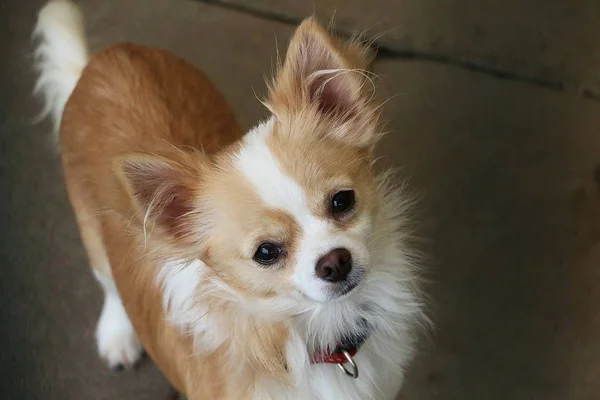 Bonito Chihuahua Cão Cabeça Retrato Livre — Fotografia de Stock