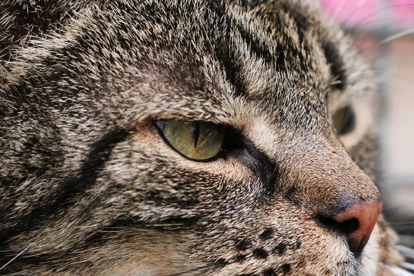 Extrema Cerca Hermoso Gato Casa Con Ojos Verdes — Foto de Stock