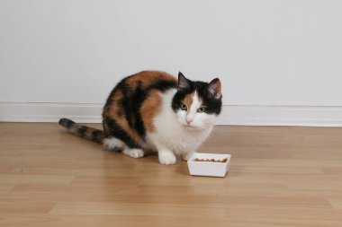 güzel üç renkli kedi katta onun beslenme kase arkasında oturuyor