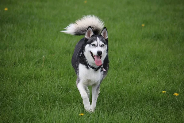 Όμορφο Ανάμεικτο Σκυλί Που Τρέχει Στον Κήπο — Φωτογραφία Αρχείου