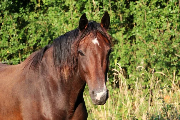 太陽の下で美しい茶色の馬の頭の肖像画 — ストック写真