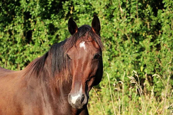 Huvud Porträtt Vacker Brun Häst Solskenet — Stockfoto