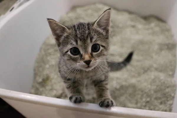 Lindo Pequeno Gatinho Cinza Está Sentado Areia Toilett Gato Olhando — Fotografia de Stock