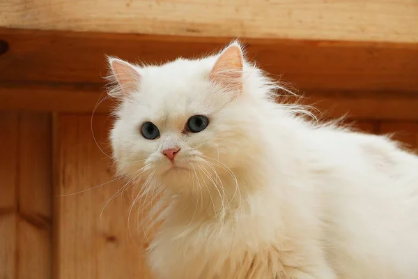 Bonito Branco Longo Cabelo Gato Retrato Com Olhos Azuis — Fotografia de Stock