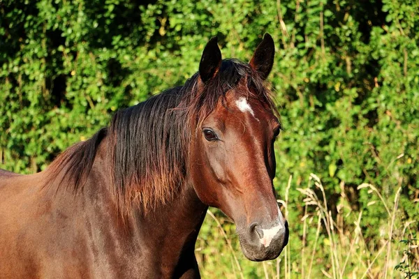 Huvud Porträtt Vacker Brun Häst Solskenet — Stockfoto