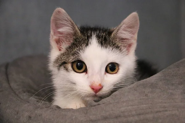 Belo Pequeno Retrato Cabeça Gatinho Branco Cinza Cama — Fotografia de Stock