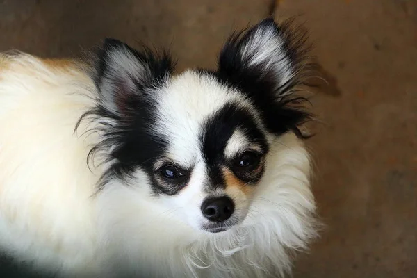 Beautiful Chihuahua Dog Head Portrait Outdoor — Stock Photo, Image