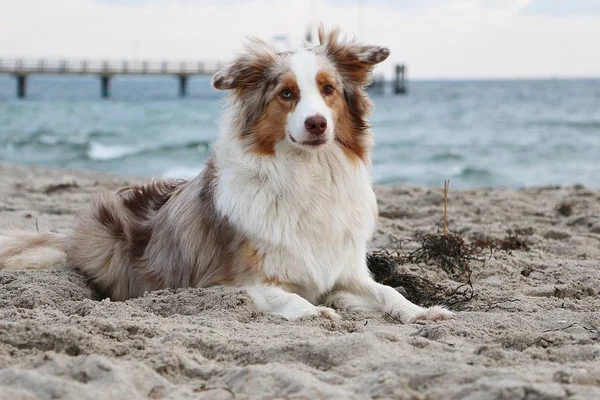 Vackra Australian Shepherd Liggande Sanden Stranden — Stockfoto