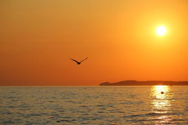 güneş ve uçan bir martı ile kuzey Almanya'da güzel romantik gündoğumu