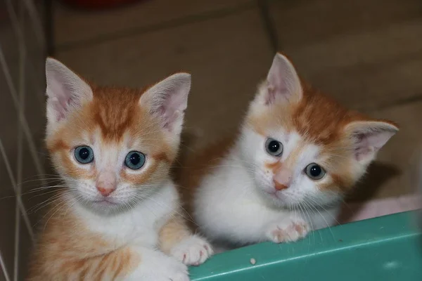 Dois Pequeno Gatinho Vermelho Branco Bonito Estão Olhando Para Câmera — Fotografia de Stock