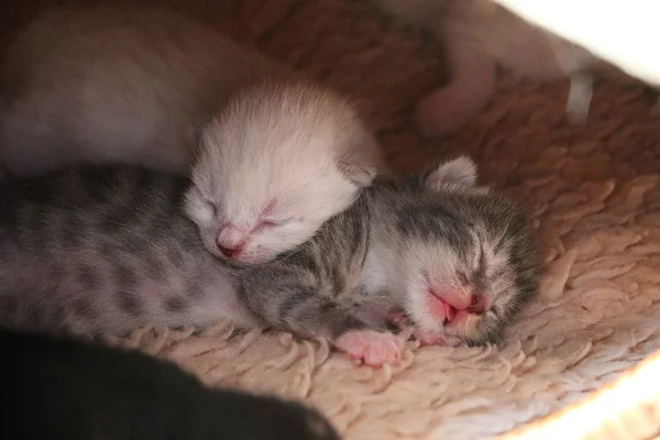Deux Chatons Nouveau Nés Endormis — Photo