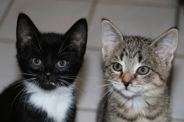 Dois Gatinho Bonito Estão Olhando Juntos Câmera — Fotografia de Stock