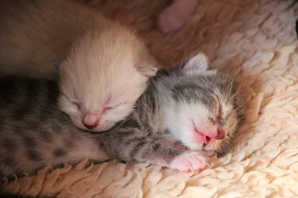 Dois Gatinhos Recém Nascidos Adormecidos — Fotografia de Stock