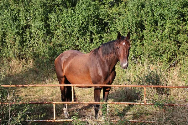 Bellissimo Cavallo Marrone Piedi Presso Recinzione Sul Paddock — Foto Stock