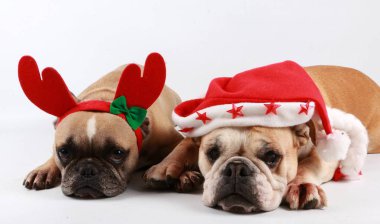 iki komik bulldogs başında noel dekorasyonu ile stüdyoda birlikte yatıyor