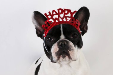 başında silvester dekorasyon ile beyaz stüdyoda siyah ve beyaz fransız bulldog baş portre