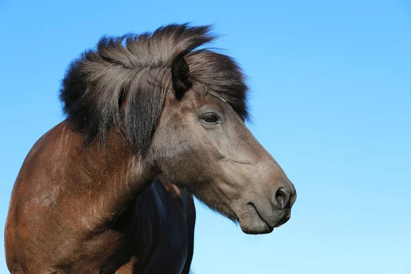 茶色のアイスランドの馬の頭の肖像画を閉じる — ストック写真