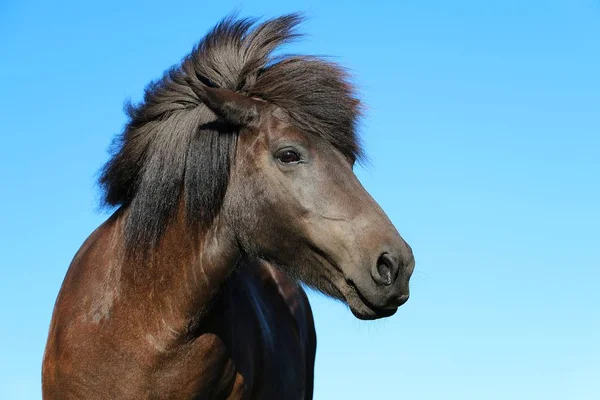 Close Retrato Cabeça Cavalo Icelandic Marrom — Fotografia de Stock