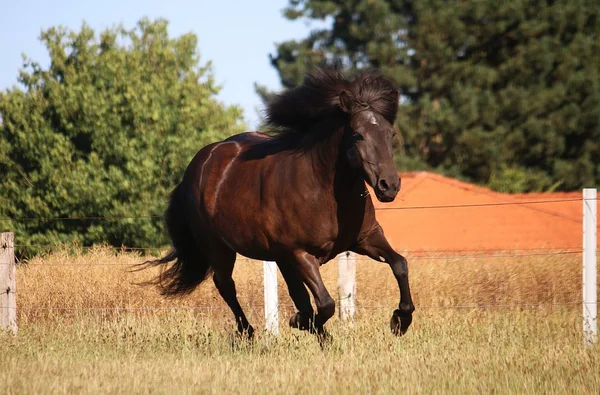 Bellissimo Cavallo Icelandese Scuro Sta Correndo Sul Paddock — Foto Stock