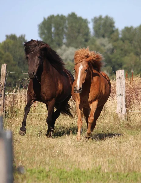 Dva Různí Hnědí Islandští Koně Běží Visadě — Stock fotografie