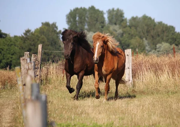 Dva Různí Hnědí Islandští Koně Běží Visadě — Stock fotografie