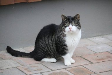 Güzel küçük kedi bahçede terasta oturuyor.