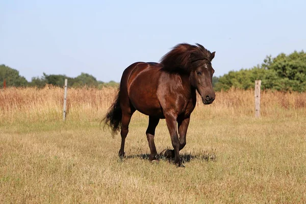 Iceland Pony Runs Fenced Spout — ストック写真