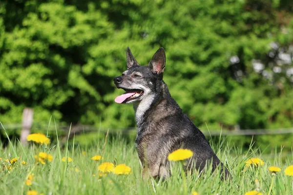 Beautiful Small Mixed Dog Sitting Field Dandelions — Stock Photo, Image