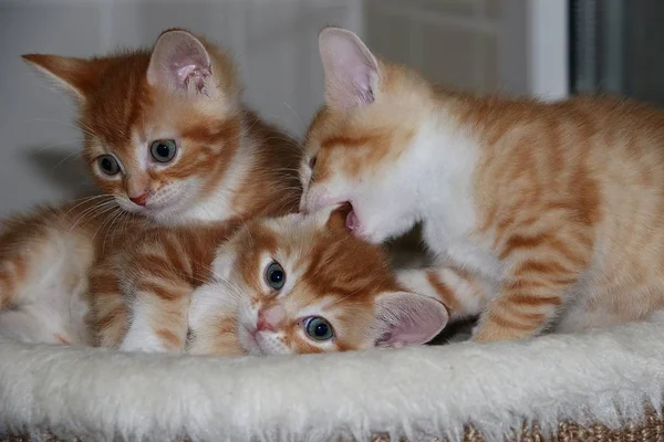 Trois Drôle Petit Chaton Rouge Blanc Jouent Sur Poteau Gratter — Photo