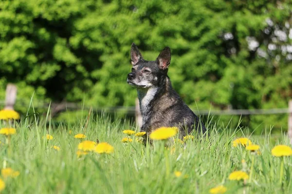 Krásný Malý Smíšený Pes Sedí Poli Pampelišek — Stock fotografie