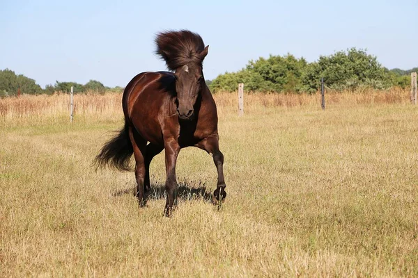 Iceland Pony Runs Fenced Spout — ストック写真