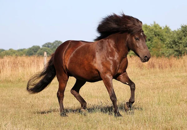 Islanda Pony Corre Becco Recintato — Foto Stock