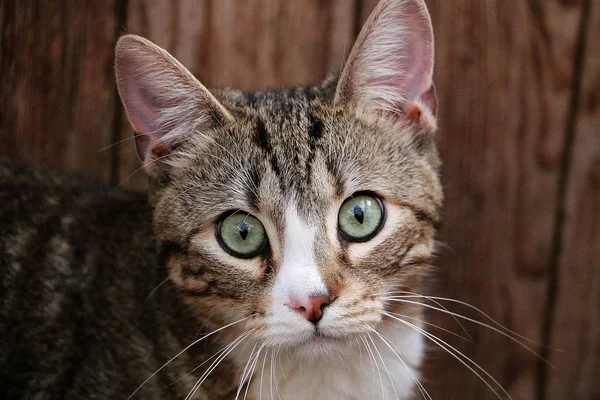 Hermoso Retrato Cabeza Gato Delante Fondo Madera — Foto de Stock