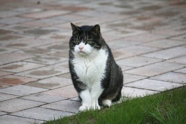 Güzel küçük kedi bahçede terasta oturuyor.