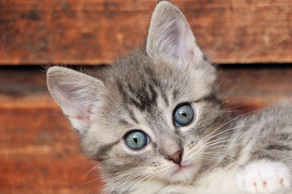 Piccolo Gattino Grigio Sdraiato Una Tavola Legno Guardando Nella Fotocamera — Foto Stock