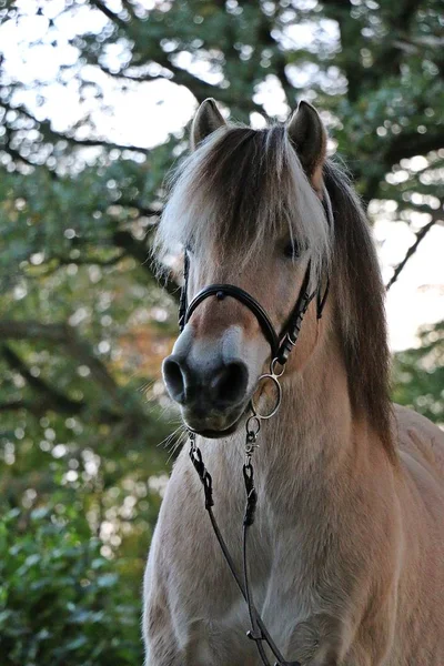 秋の森のフィヨルドの馬の頭の肖像画 — ストック写真